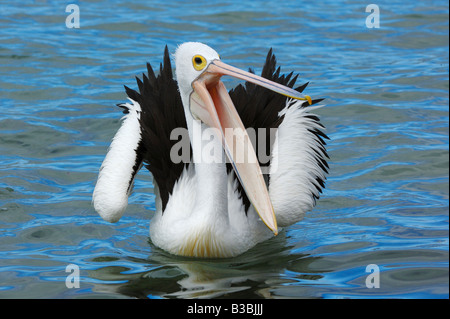 Australischer Pelikan (Pelecanus Conspicillatus), Erwachsener Gähnen, Australien Stockfoto