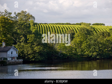 Weinberge in Sharpham Farm Ashprington durch die "River Dart" Stockfoto