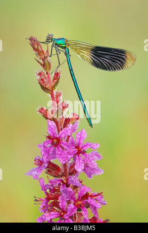 Prachtlibelle Calopteryx Splendens Männchen auf Blume Tau bedeckt Zug Schweiz thront gebändert Stockfoto