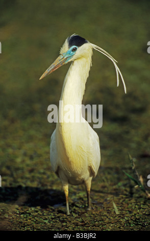 Angeschnittene Ärmel Heron (Pilherodius Pileatus), Erwachsene Fuß, Pantanal, Brasilien, Südamerika Stockfoto