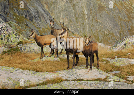 Gämse Rupicapra Rupicapra Gruppe stehend Grimsel Bern Schweiz Stockfoto