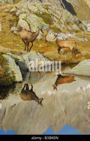 Gämse (Rupicapra Rupicapra), Erwachsene mit jungen mit Spiegelbild im See, Grimsel, Bern, Schweiz Stockfoto