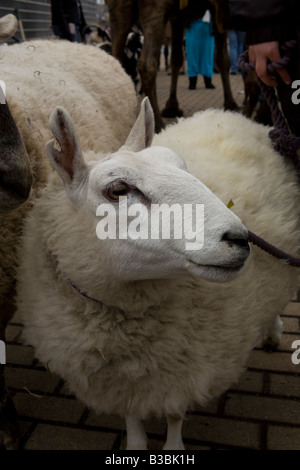 Tiere an den Tag der Heiligen drei Könige Parade in Brooklyn New York Stockfoto