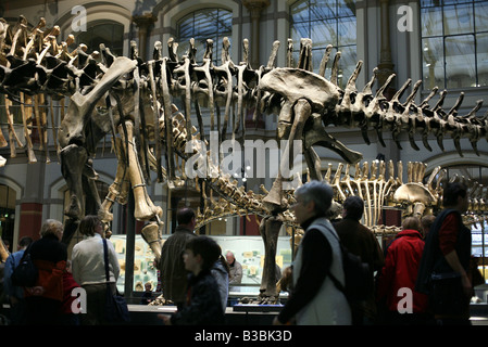 Besucher die Skelette von Dinosauriern im Humboldt Museum fur Naturkunde in Berlin, Deutschland Stockfoto