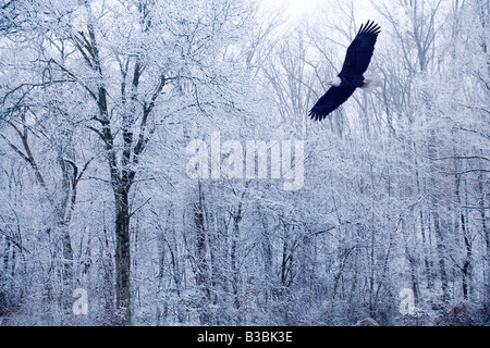Weißkopf-Seeadler in erfahren während des Winters, Missouri Stockfoto