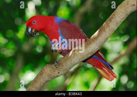 Edelpapagei (Eclectus Roratus Polychloros), Erwachsene Essen, Australien Stockfoto