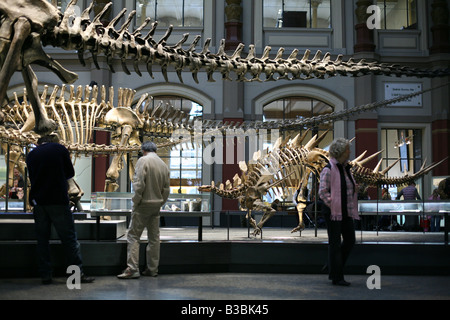 Besucher die Skelette von Dinosauriern im Humboldt Museum fur Naturkunde in Berlin, Deutschland Stockfoto