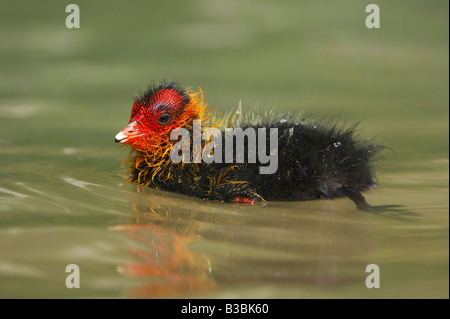 Eurasische Blässhuhn (Fulica Atra), Young, Baden, Schweiz Stockfoto