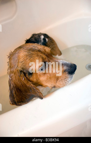 Ein Beagle, sitzen in der Badewanne He Doesn t zu sein scheinen eine gute Zeit Stockfoto