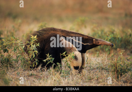 Ameisenbär (Myrmecophaga Tridactyla), Erwachsene, Wandern, Pantanal, Brasilien, Südamerika Stockfoto