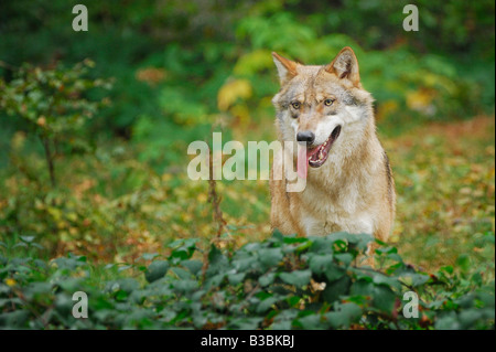 Graue Wolf (Canis Lupus), Erwachsene in Gefangenschaft, Bayerischer Wald, Bayern, Deutschland Stockfoto