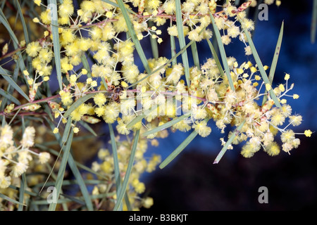 Honigbiene auf Flinders Range Wattle - Apis Mellifera auf Acacia Iteaphylla-Familie Mimosaceae Stockfoto