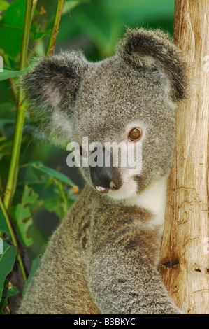 Koala Phascolarctos Cinereus Erwachsener im Baum Australien Stockfoto