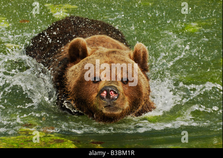 Braunbär Ursus Arctos Erwachsenen schwimmen gefangen Zürich Schweiz Stockfoto