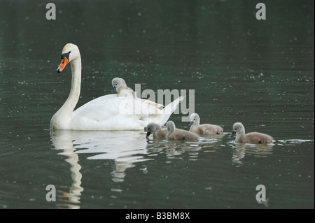 Höckerschwan (Cygnus Olor), Weibchen mit jungen, Zugersee, Schweiz Stockfoto