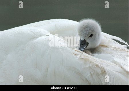 Höckerschwan Cygnus Olor junge auf Mütter zurück Zugersee Schweiz Stockfoto