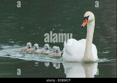 Höckerschwan Cygnus Olor Weibchen mit jungen Zugersee Schweiz Stockfoto