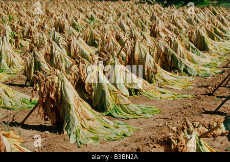 Tabak Trocknung im Feld, Tennessee, USA Stockfoto