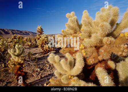 Cholla Cactus, Joshua Tree Nationalpark, Kalifornien, USA Stockfoto