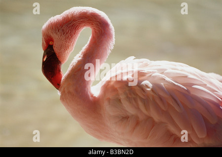 Flamingo, San Diego Zoo, Kalifornien, USA Stockfoto