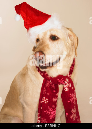 Porträt des Labrador Retriever trägt Weihnachtsmütze und Schal Stockfoto