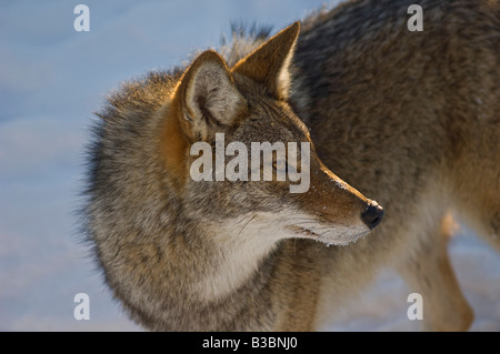 Porträt von Coyote, Omega Park, Nontebello, Quebec, Kanada Stockfoto