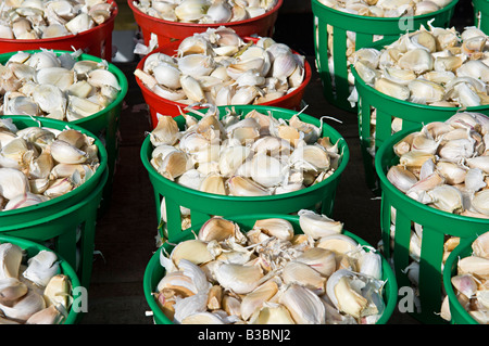 Behälter mit Knoblauch zu verkaufen Stockfoto