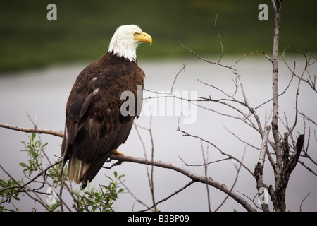 Weißkopf-Seeadler entlang Denali Highway, Alaska, USA Stockfoto