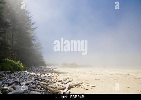 Treibholz am Strand, Long Beach, Pacific Rim National Park, Vancouver ISland, British Columbia, Kanada Stockfoto