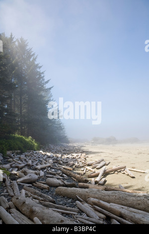 Treibholz am Strand, Long Beach, Pacific Rim National Park, Vancouver ISland, British Columbia, Kanada Stockfoto