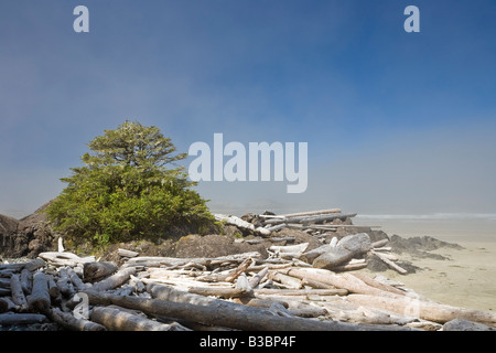 Treibholz am Strand, Long Beach, Pacific Rim National Park, Vancouver ISland, British Columbia, Kanada Stockfoto