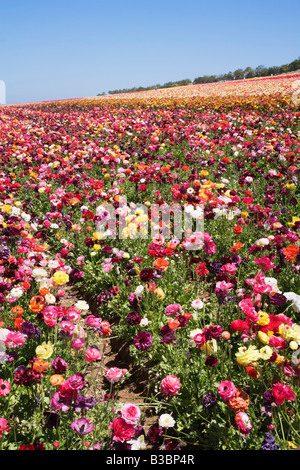 Ranunculus Blume Felder, Carlsbad, San Diego, Kalifornien Stockfoto