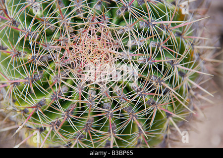 Barrel Cactus Stockfoto