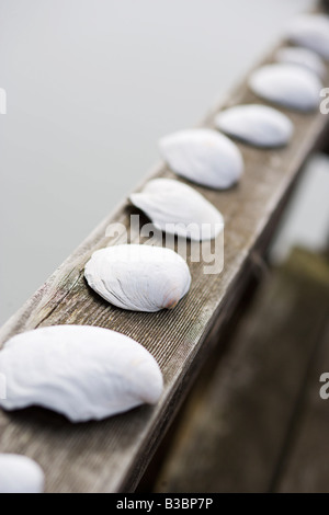 Muscheln, aufgereiht auf einem hölzernen Geländer Stockfoto