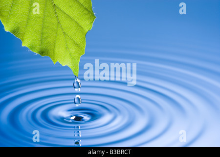 Wassertropfen vom Blatt verursacht Wellen fallen. Buche Baum Blatt. Stockfoto