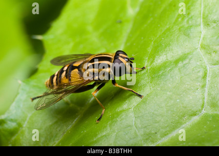 Hoverfly (1) Stockfoto