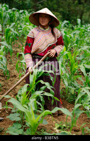 Flower Hmong Tribeswoman bei der Feldarbeit, Ha Giang Province, Vietnam Stockfoto