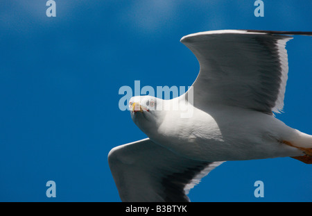 Möwe im Flug gegen blauen Himmel Stockfoto