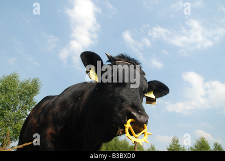 Schwarze Kuh auf Weideland in Polen (Masovia Region) Stockfoto