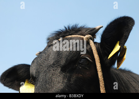 Schwarze Kuh auf Weideland in Polen (Masovia Region) Stockfoto