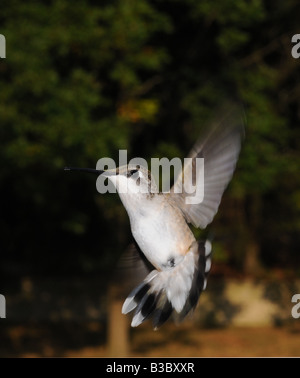 Weibliche Kolibri im Flug Stockfoto
