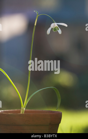 Ein Schneeglöckchen wachsen in einem Blumentopf Stockfoto