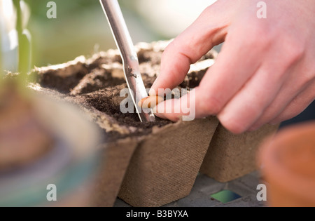 Pflanzen werden im Karton Töpfe Topfpflanzen Stockfoto