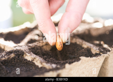 Pflanzen werden im Karton Töpfe Topfpflanzen Stockfoto