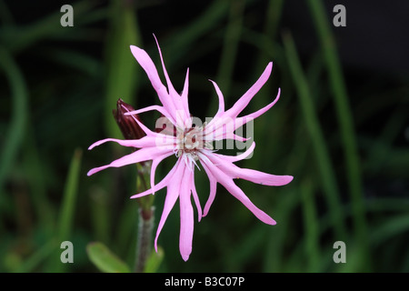 Ragged Robin Lychnis Flos Cuculi Blütenstand Schottland Stockfoto