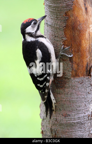 Juvenile Great Spotted Woodpecker Dendrocopos großen geklammert, Baumstamm Stockfoto