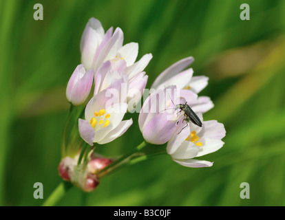 Feld Knoblauch Allium Oleraceum mit dicken Beinen Blume Käfer Oedemera nobilis Stockfoto