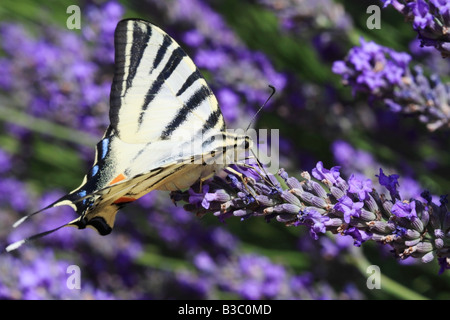 Knappen Schwalbenschwanz Iphiclides Podalirius Schmetterling auf Lavendel Blumen Ardeche Gebiet Frankreichs Stockfoto