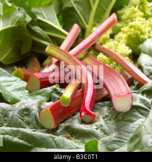 Rhabarber frisch geschnitten Stockfoto