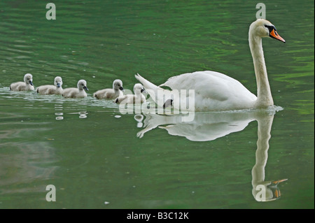 Höckerschwan (Cygnus Olor), Weibchen mit jungen, Zugersee, Schweiz Stockfoto